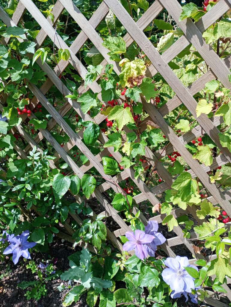 Trellis with clematis, roses and redcurrants