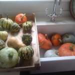 Pumpkins and winter squash