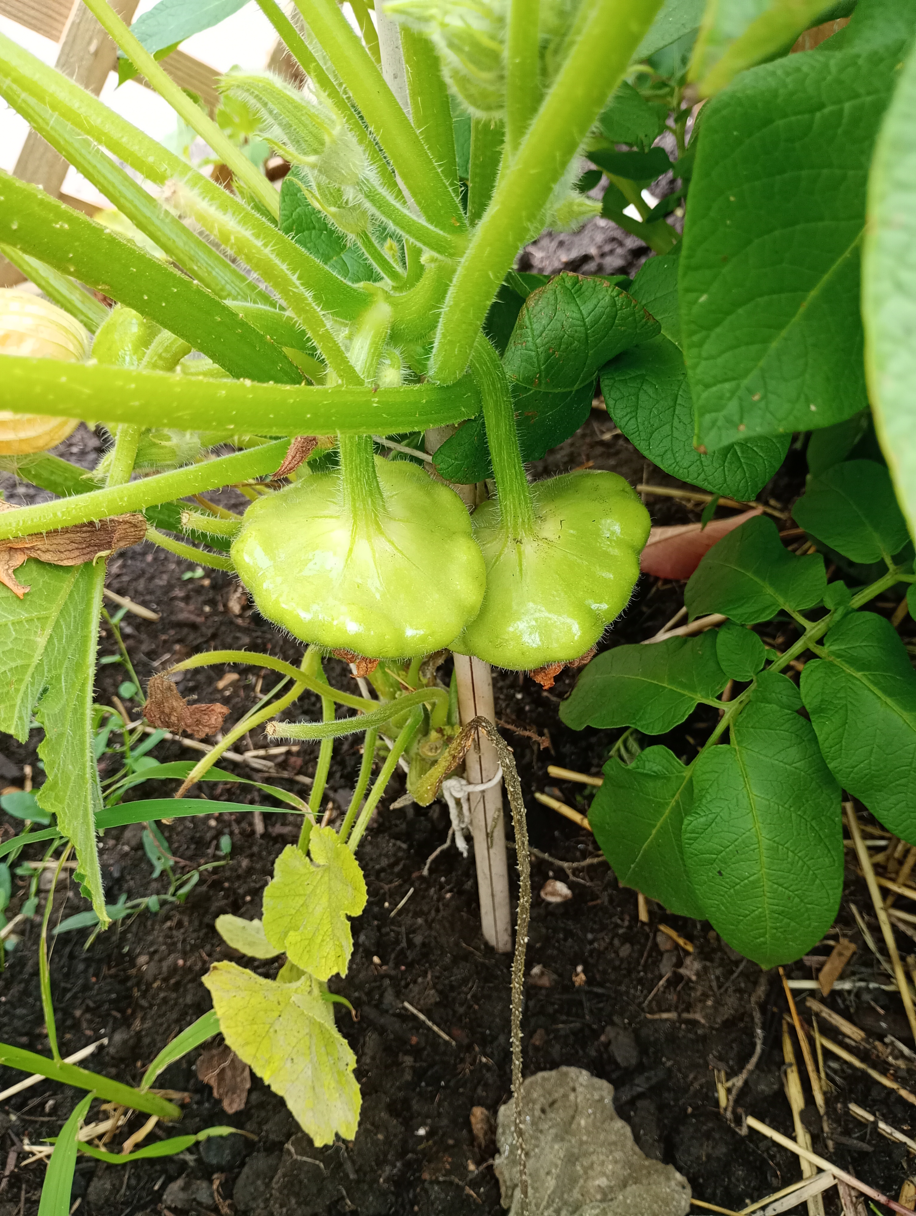 Plotting and Planning My Garden in September: Tomatoes, Squash and Beans