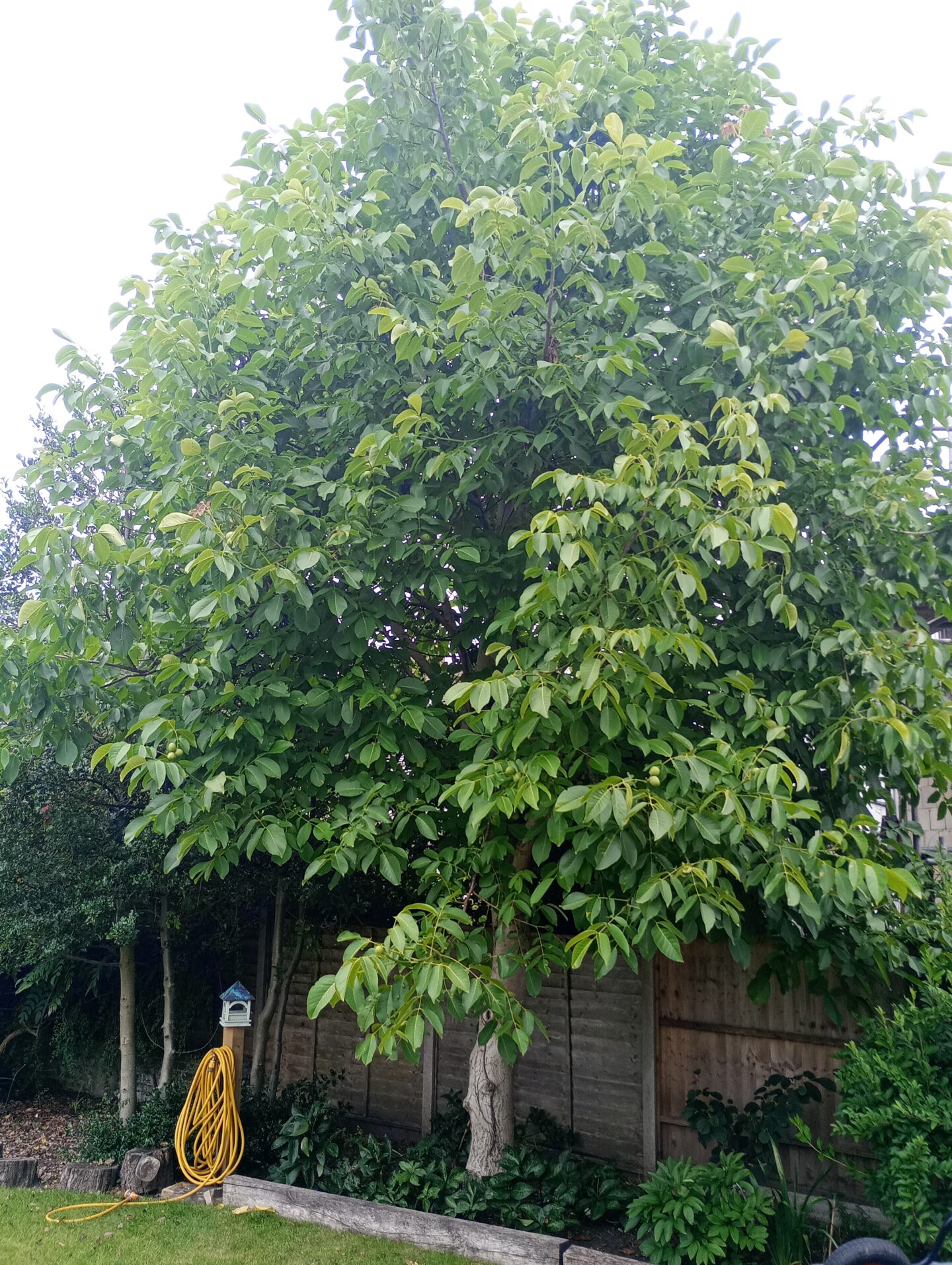 A Walnut Tree in July: Tree Following 2024